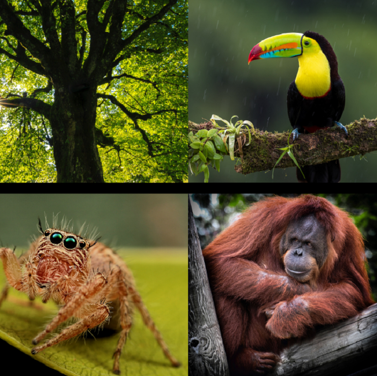 Global Biodiversity Framework