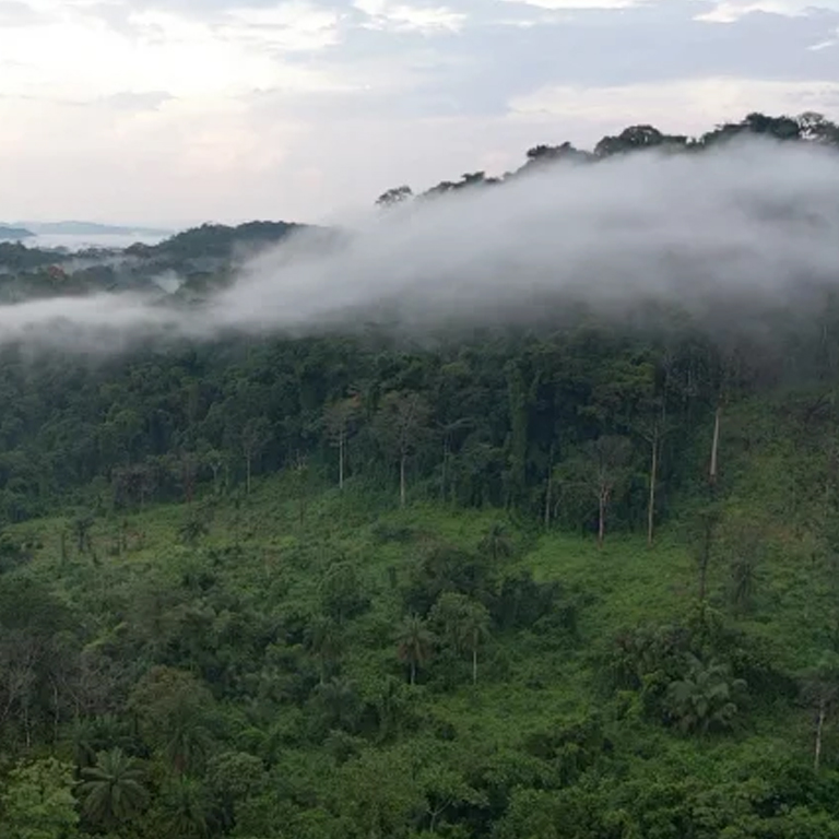 Putting People First: How We Support the Forest Sector in Liberia