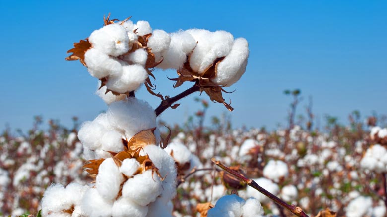 Pakistan to surpass cotton harvest target