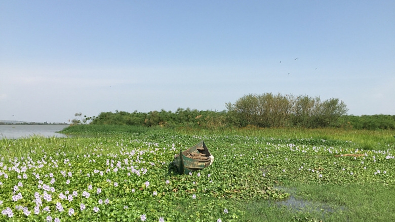 Bringing Lake Victoria Back to Life