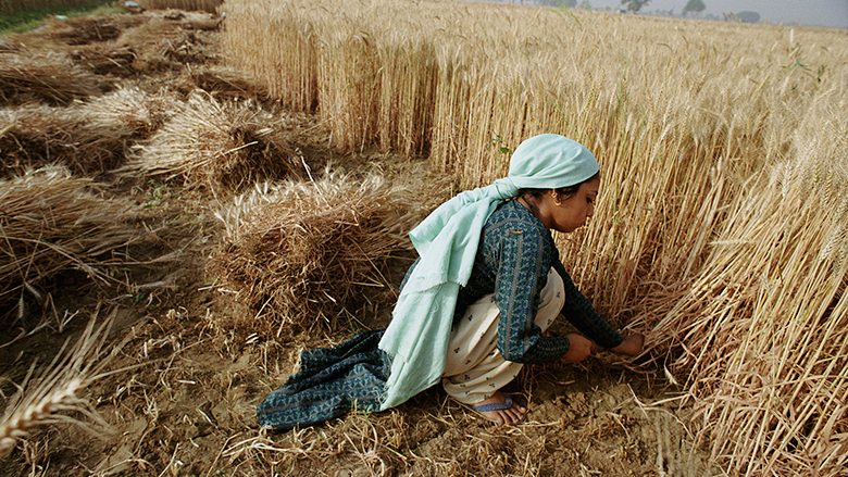 A woman harvesting crops in Bangladesh.