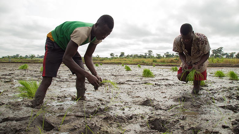Growing More Food: West African Agriculture Shows the Way