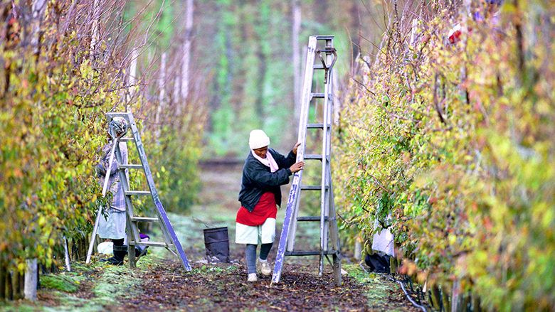 A farmer prunes fruit trees in South Africa.