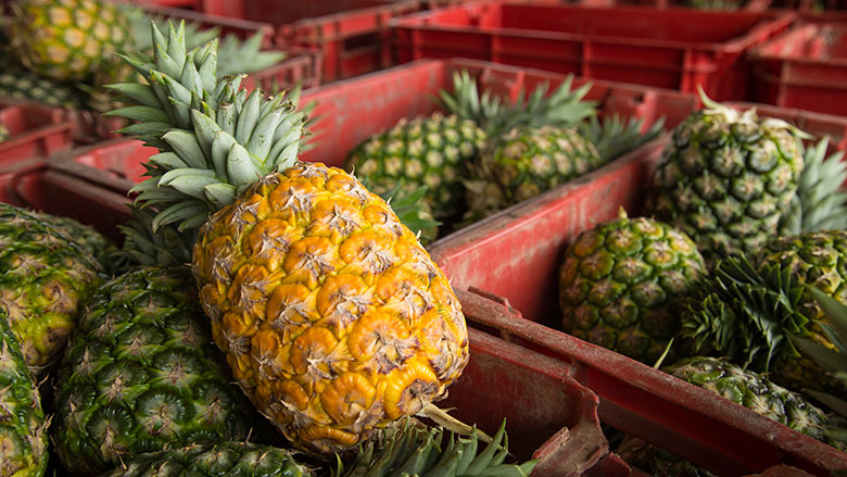 Ghana SDF: Pineapple Experts Bring Skills to Ghana’s Pineapple Belt 