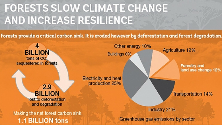 Forests Combat Climate Change