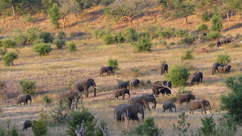 5 Things You May Not Know About Human - Wildlife Conflict in Botswana