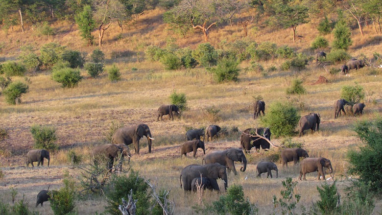 5 Things You May Not Know About Human - Wildlife Conflict in Botswana 5 Things You May Not Know About Human - Wildlife Conflict in Botswana