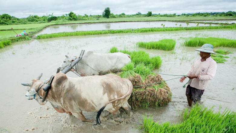 Image result for farmers in Myanmar