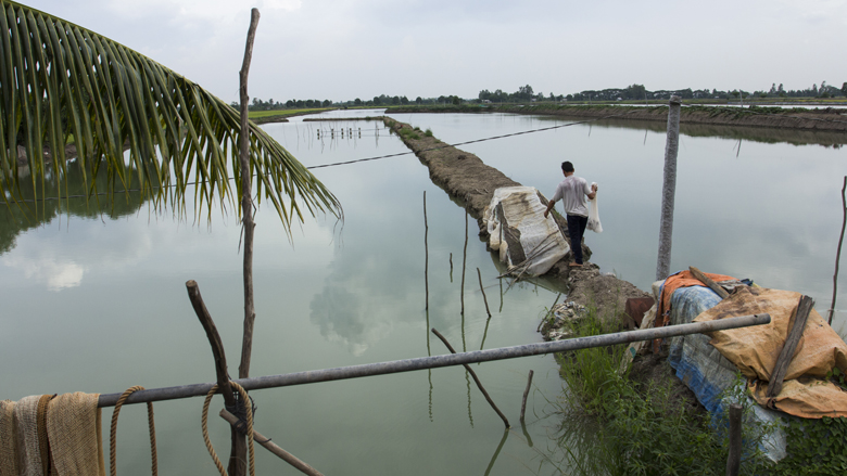 A shrimp pond in Vietnam