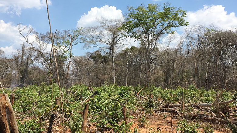 Restoring Healthy and Resilient Landscapes in Mozambique