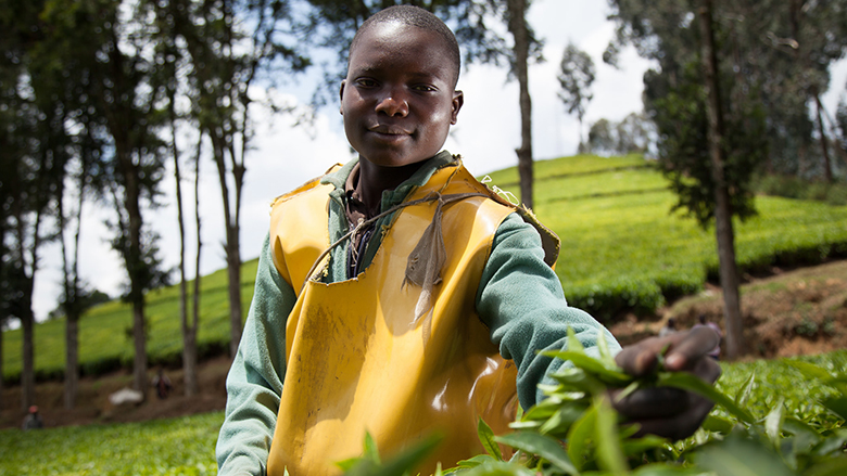 Kitabi Tea Processing Facility