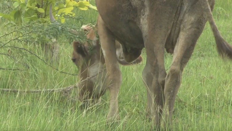 Why it is important to tag cows in Haiti?