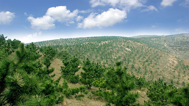 Dongying, China: Growing Forests in Saline Soil 