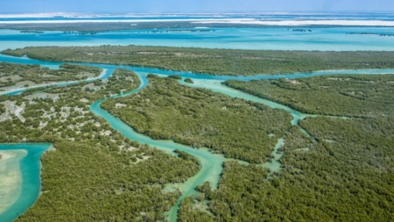 International Day for the Conservation of the Mangrove Ecosystem