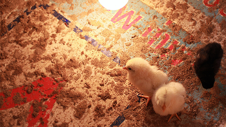 Improving Living Conditions in Rural Azerbaijan 