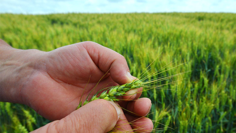 Helping Ukraine’s AgribusinessesCompete in the Global Marketplace