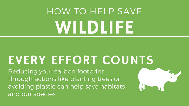 How to Help Save Wildlife