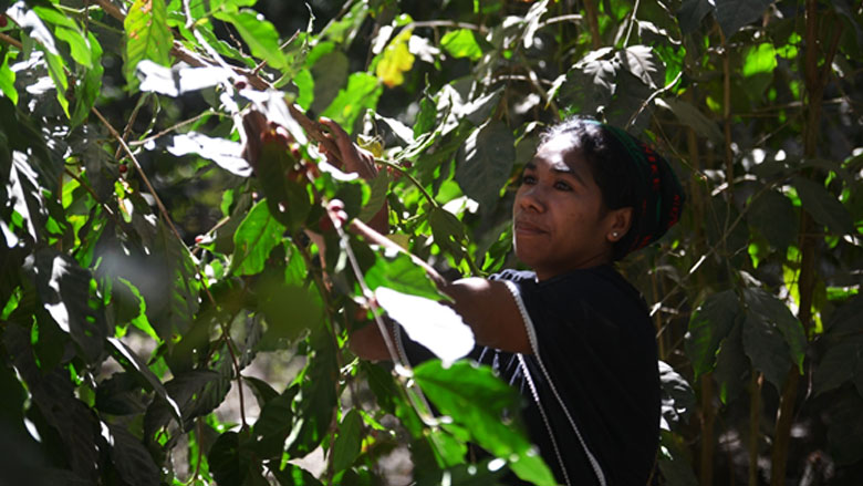 Timor-Leste: A Safer Highway Means a Better Cup of Coffee