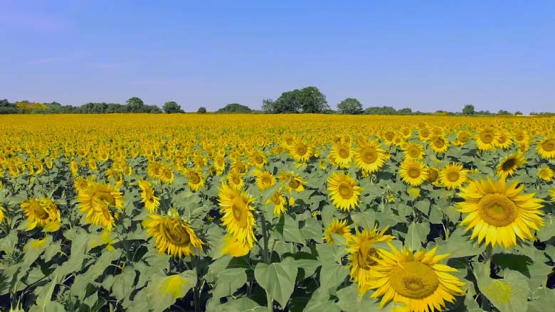 Boosting Ukraine’s Agribusiness Sector