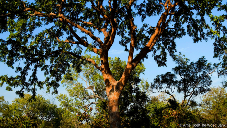 world banks forest investment program