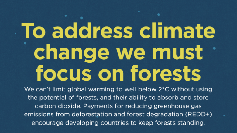 To Address Climate Change We Must Focus on Forests
