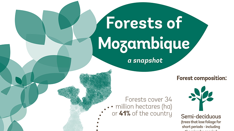 Forests of Mozambique: A Snapshot