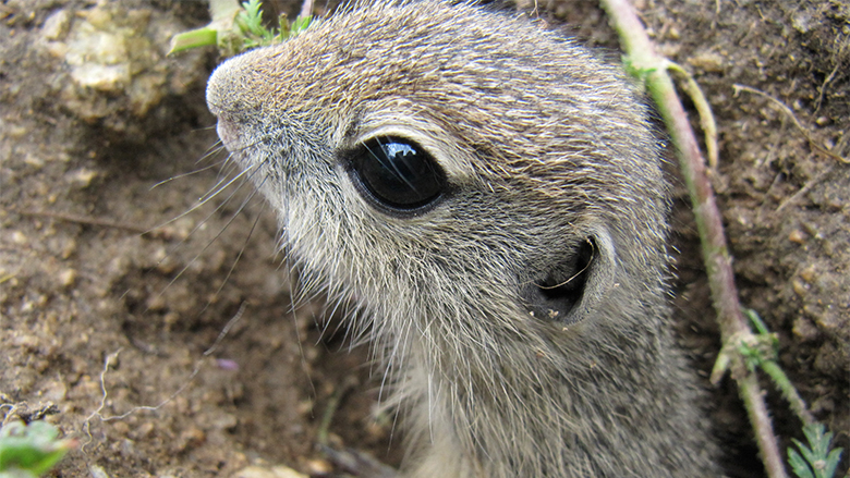Resettling European Ground Squirrels in Bulgaria