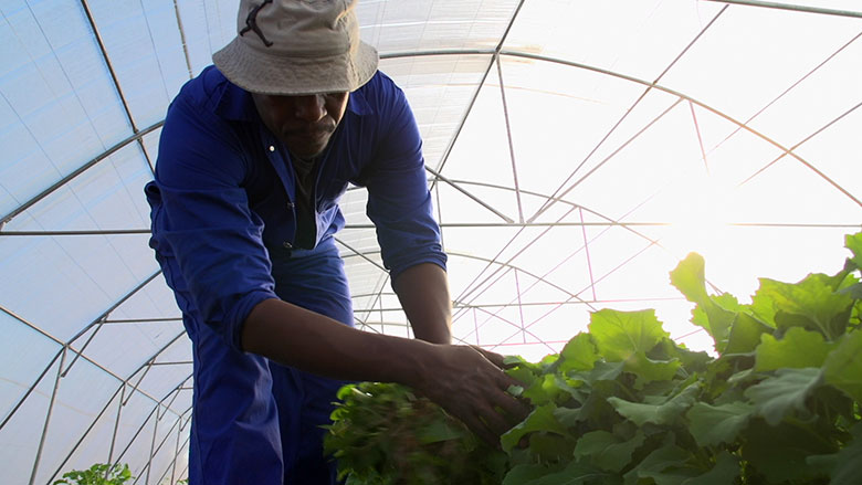 A Day in the Life of a Vegetable Farmer in Lesotho