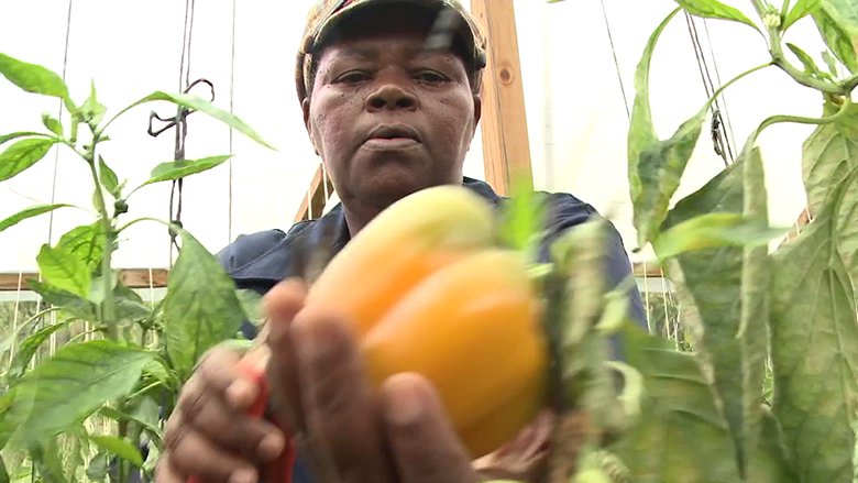 Jamaica: "These greenhouses belong to us"