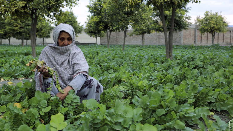 kitchen-gardening-empowers-unskilled-rural-afghan-women