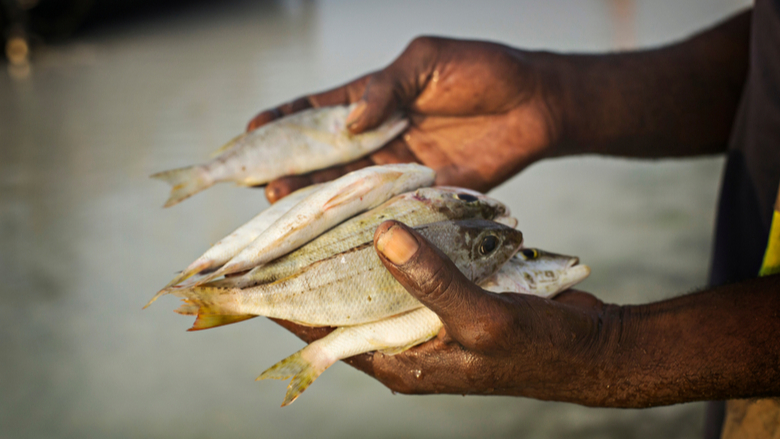 Fisherman with small fishes holding in hands. African fisherman's catch, Zanzibar