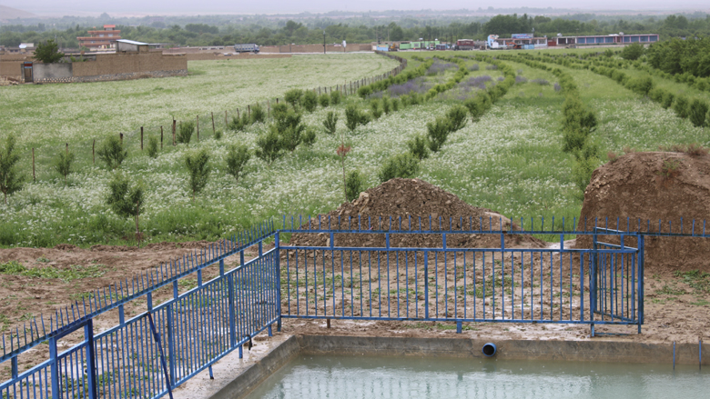 new-pistachio_groves_have_changed_lives_of_afghan_farmers