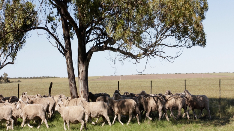 Moving Towards Sustainability: The Livestock Sector and the World Bank Moving Towards Sustainability: The Livestock Sector and the World Bank