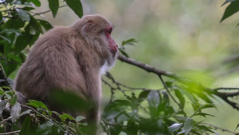 Assam Macaque in the Nakai-Nam Theun National Protected Area
