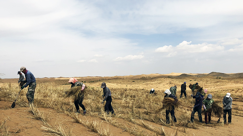 China: Fighting Desertification and Boosting Incomes in Ningxia