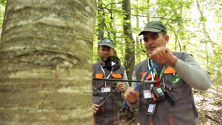 What is Happening in Albania's Forests? (Part 2)