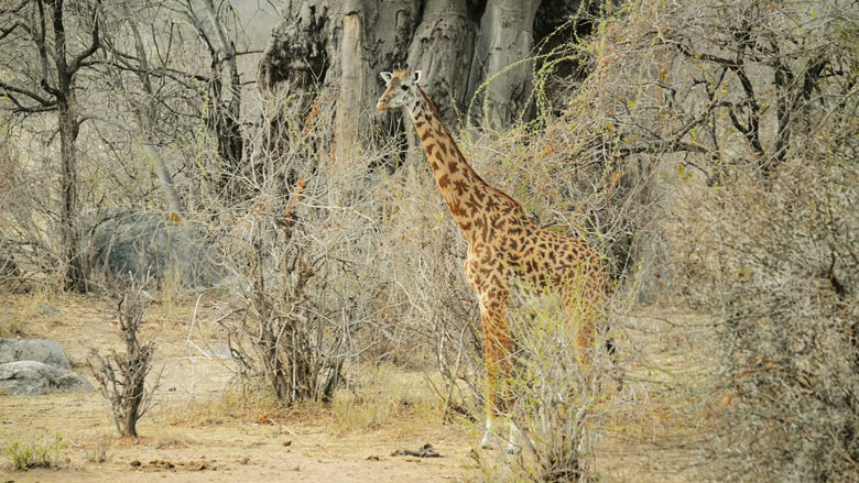 Wildlife-based Tourism as Engine of Growth in Tanzania