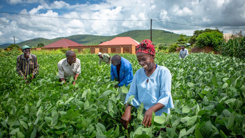 Résultat de recherche d'images pour "zambia agriculture"