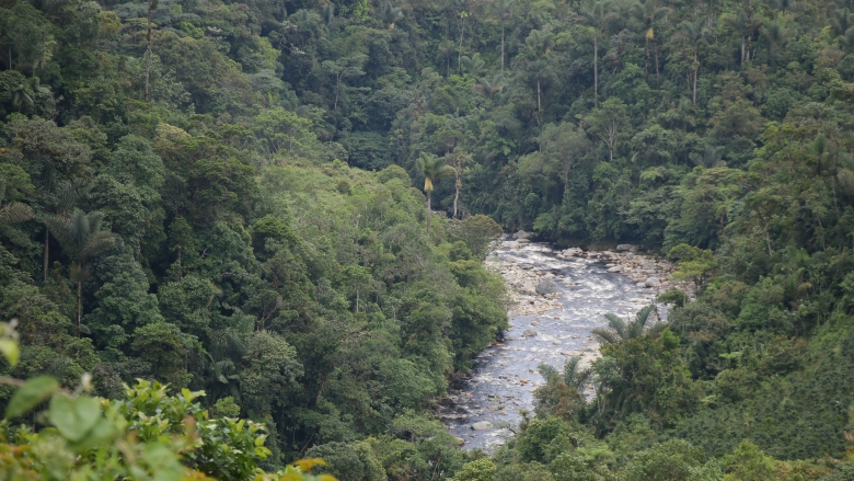 Amazonia in Colombia 