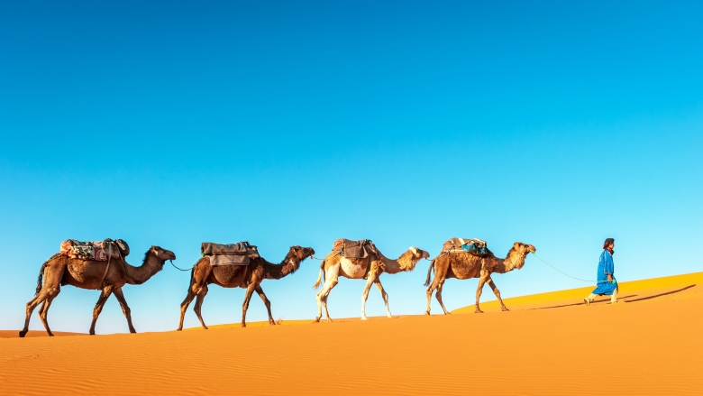 camels blue sky yellow sand desert