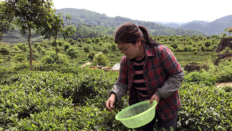 How Cooperatives Help Rural Women Increase their Incomes 