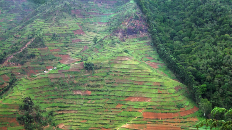 aerial view showing the border of the Bwindi Impenetrable Forest in Uganda (Africa) 