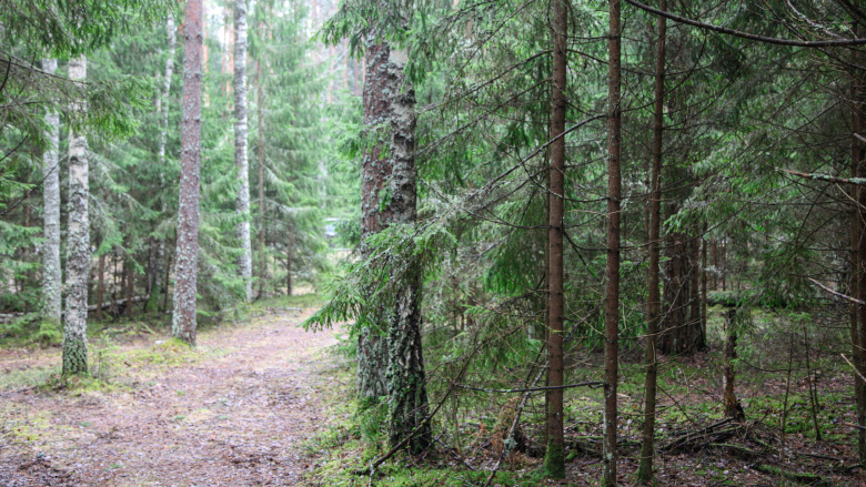 Forest Innovations: Towards Sustainable and Efficient Forestries in Belarus