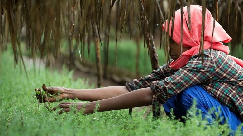 Woman with red head scarf handling plants at a field