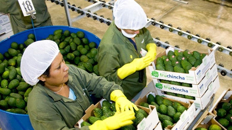 Man and a woman working in an avocado plant. Photo: World Bank