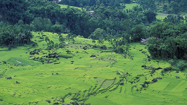 Landscape of green fields and forest in Indonesia.
