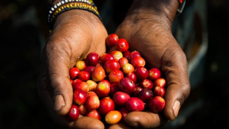 Freshly harvested coffee beans in the Minova region of South Kivu. © Vincent Tremeau/World Bank