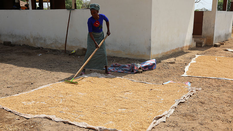 UFER-C alone currently has close to 800 women rice parboilers in 67 village cooperatives. Photo: Gnona Afangbedji, World Bank