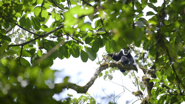Colobus Monkey up in the tree at Kafa Biosphere Ethiopia 
