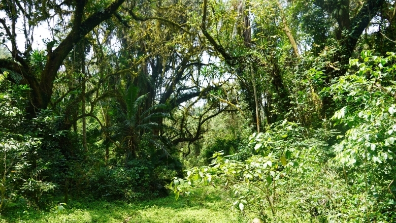 Kafa Biosphere Reserve, Ethiopia  - woods